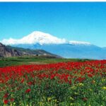 Ararat